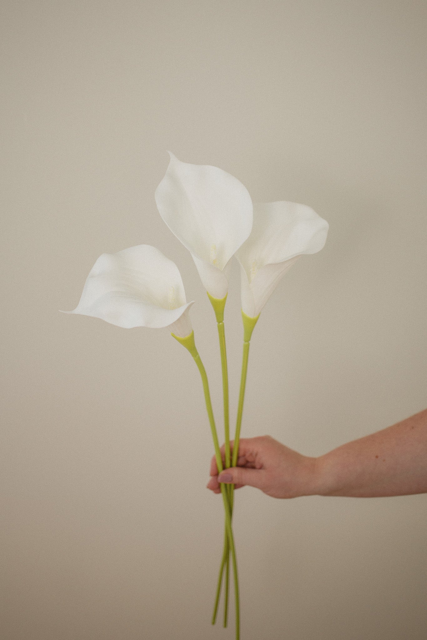 Calla-Lilien-Stiel