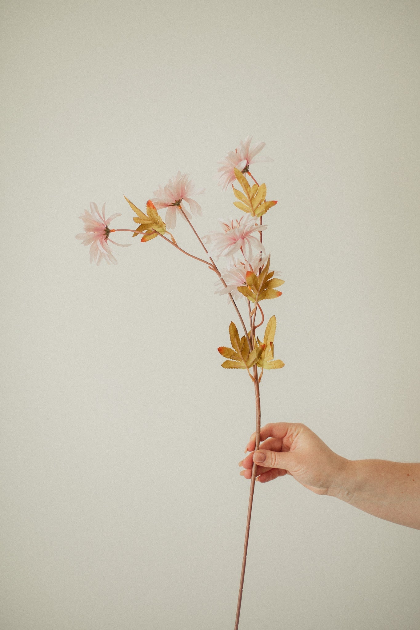 Sonnenblumen-Paket