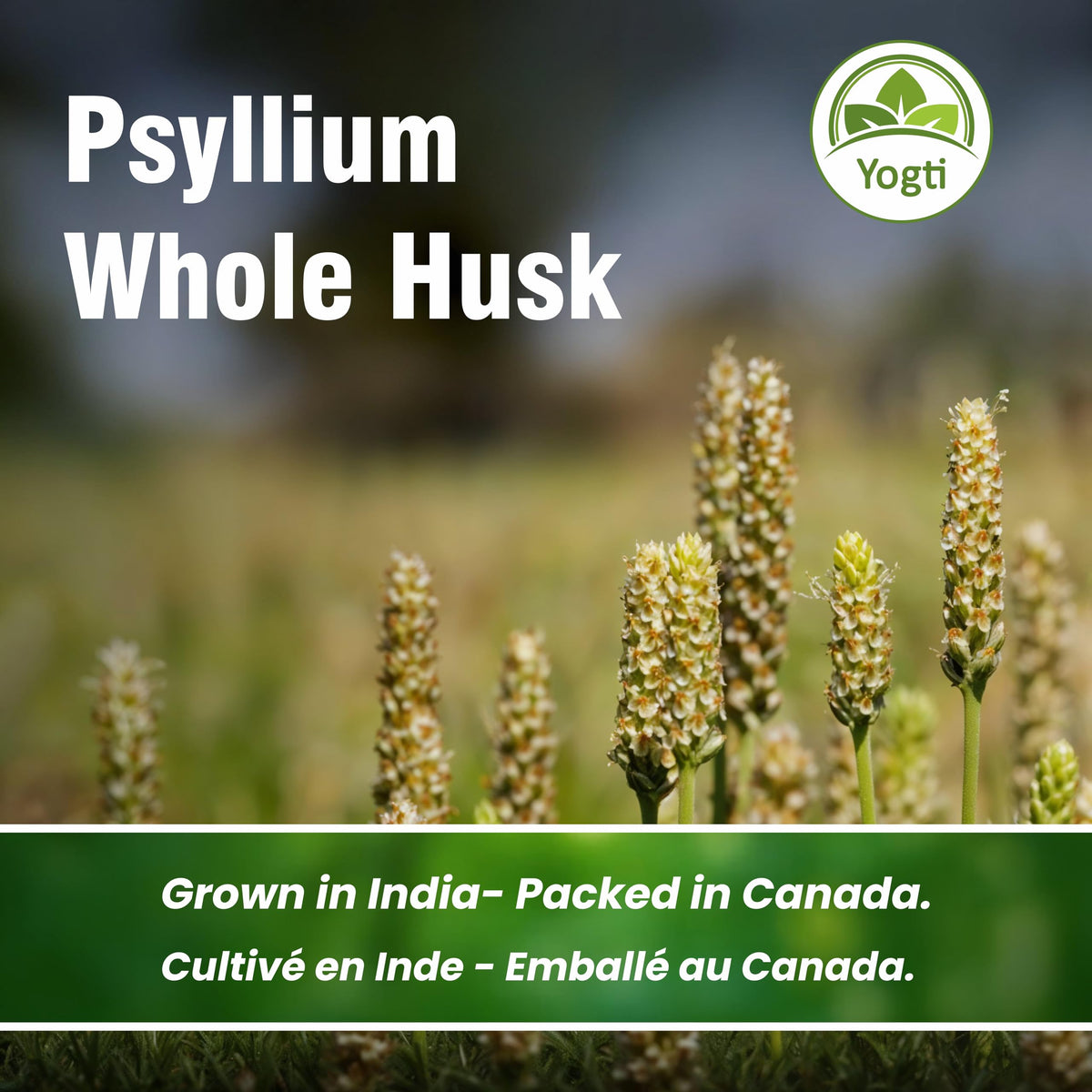 Yogti Whole Psyllium Husk, 912 g đ All In One Marketplace Canada