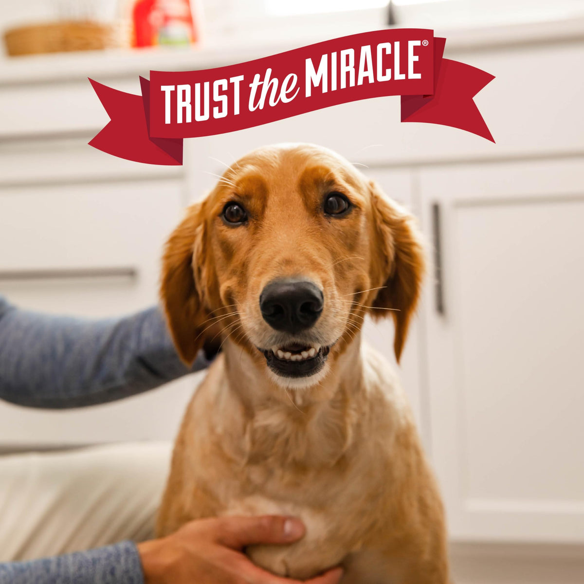 Nature's Miracle Urine Destroyer Plus For Dogs With Flip & Go Sprayer, 64 Ounces, Enzymatic Formula For Dogs Powers Out Tough Dog Urine Messes And Yellow, Sticky Residue ๐ All In One Marketplace Canada