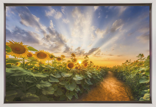 Wandbild Weg durch das Sonnenblumenfeld