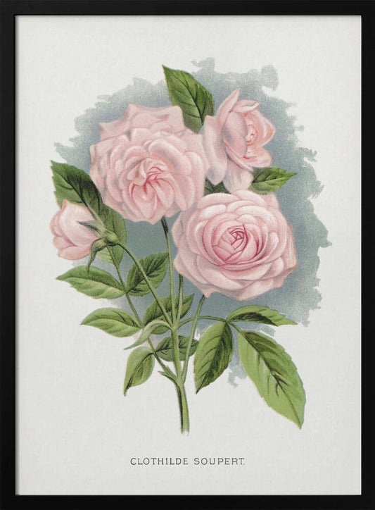 Wandkunst Rosa Rose, Lithographie Clothilde Soupert