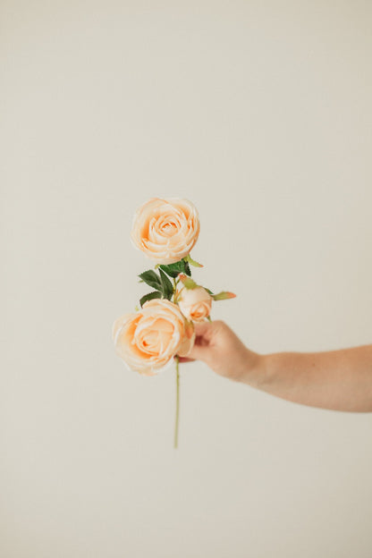 Italian Rose
