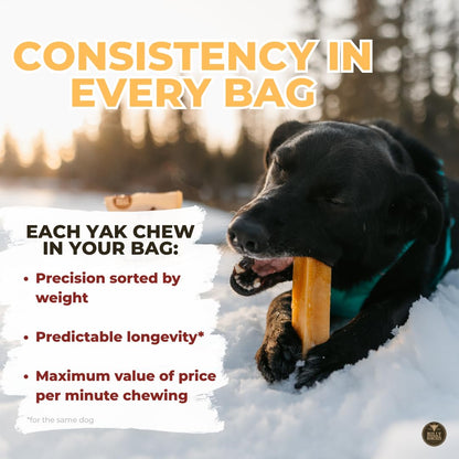 Bully Bunches Large Authentic Yak Cheese Himalayan Chews for Large Dogs & Heavy Chewers - All Natural Dog Treat Dental Chews, Made with Real Yak Milk - Lactose & Rawhide Free (2 Pk) 🍁 All In One Marketplace Canada