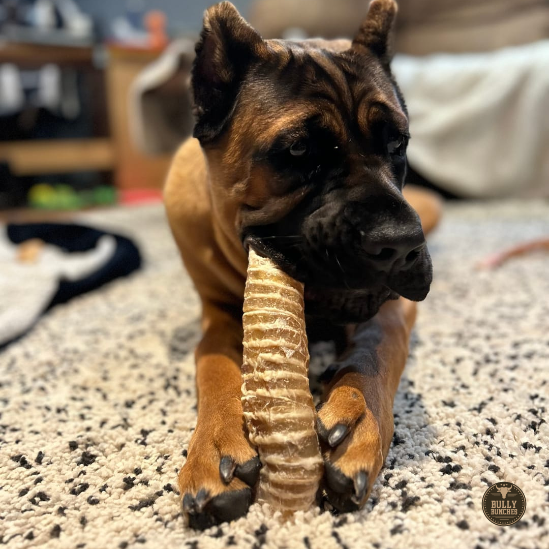 6 Inch Beef Trachea