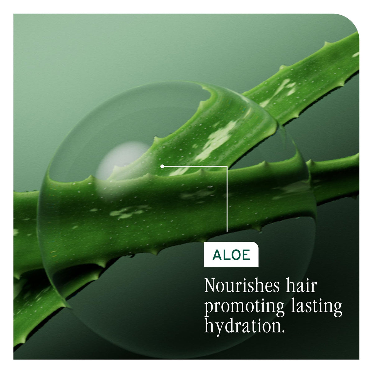 BIOLAGE Conditioner, HydraSource Detangling Solution, Detangles & Controls Static For Less Frizz & Fly-Aways, For Dry Hair, Paraben Free, Vegan 🍁 All In One Marketplace Canada