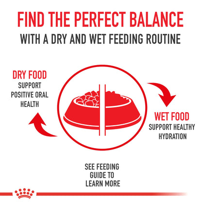 Royal Canin Indoor Long Hair Adult Dry Cat Food, 6 lb bag 🍁 All In One Marketplace Canada