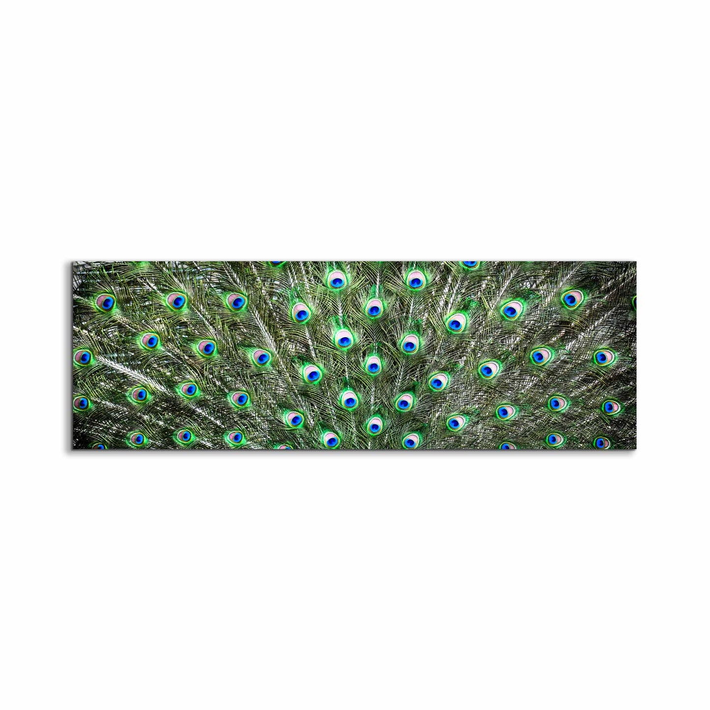 Große Leinwand Wandkunst – Pfauenfedern – Naturkunstwerk