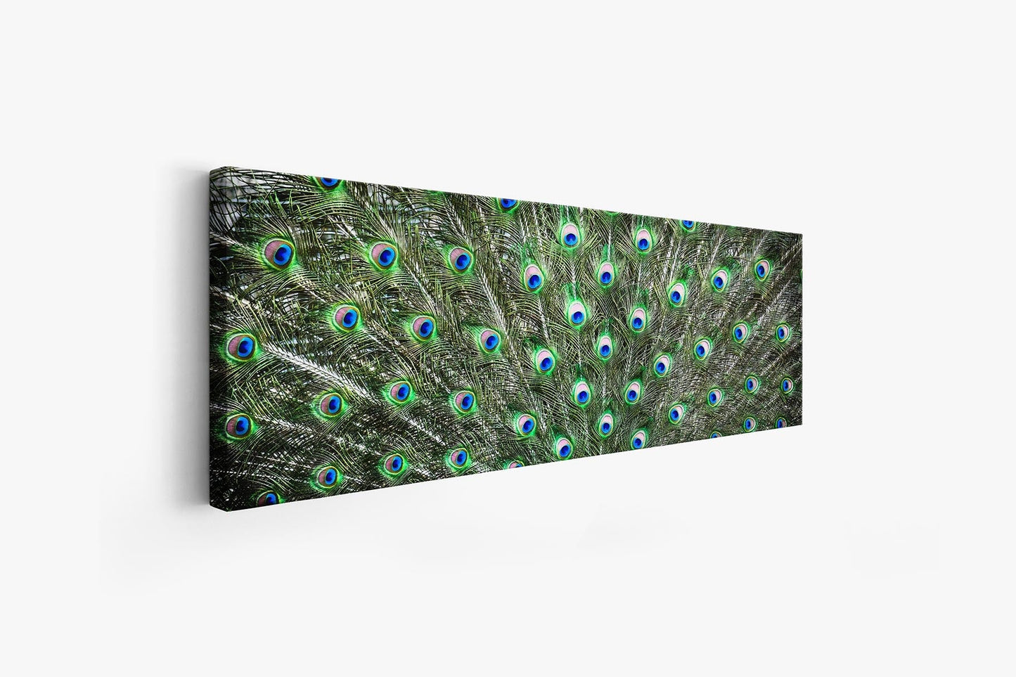 Große Leinwand Wandkunst – Pfauenfedern – Naturkunstwerk