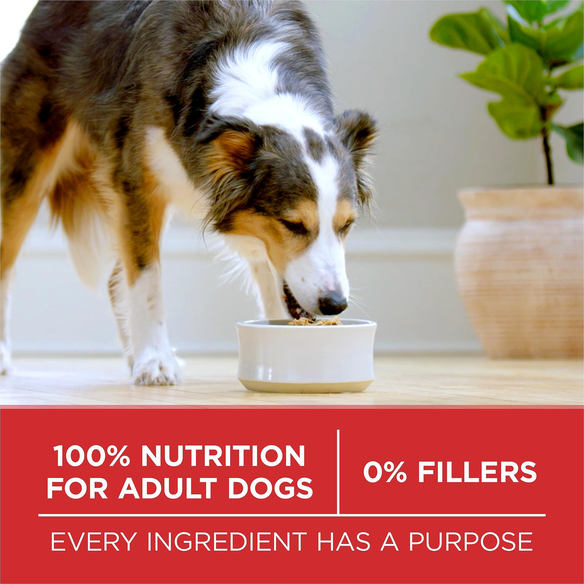 Purina ONE Dry Dog Food, Microbiome Balance with Lamb & Rice 3.63kg 🍁 All In One Marketplace Canada