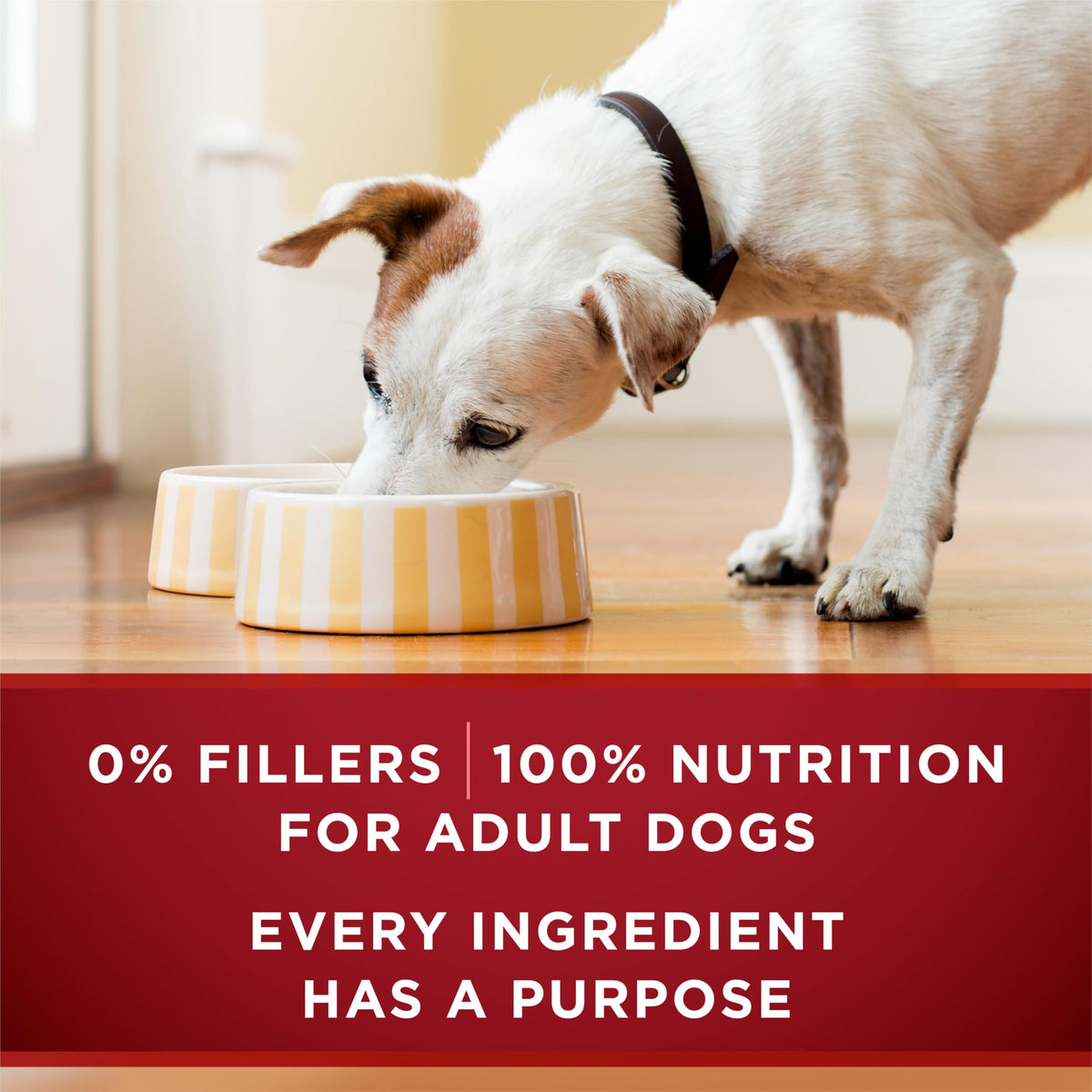 Purina ONE True Instinct Wet Dog Food, Tender Cuts Variety Pack (12 Pack) 🍁 All In One Marketplace Canada