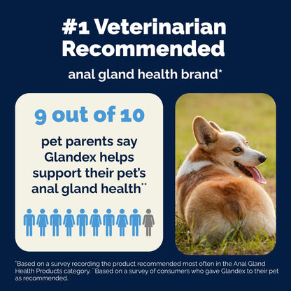 Vetnique Glandex Anal Gland Soft Chews for Dogs, Anal Gland Support, Boot The Scoot Fibre Supplement with Pumpkin, Unique Fiber Blend Probiotics & Digestive Enzymes (Peanut Butter, 60ct Chews) 🍁 All In One Marketplace Canada