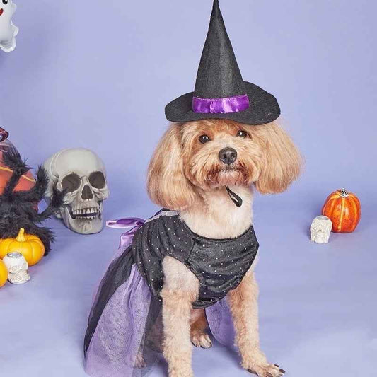 Witch Hat Dog Dress | Halloween Costume