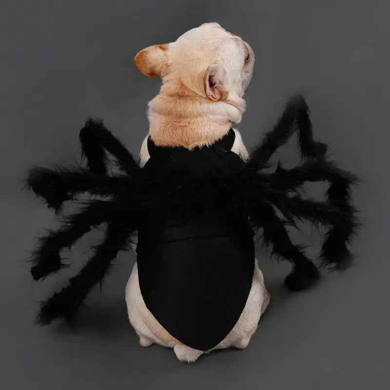 Spider Halloween Costume | Halloween Dog Costume