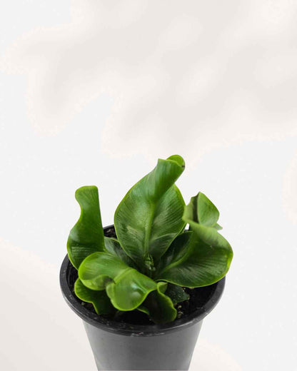 Cobra Fern