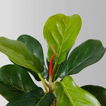Panuco Potted Faux Fiddle Plant