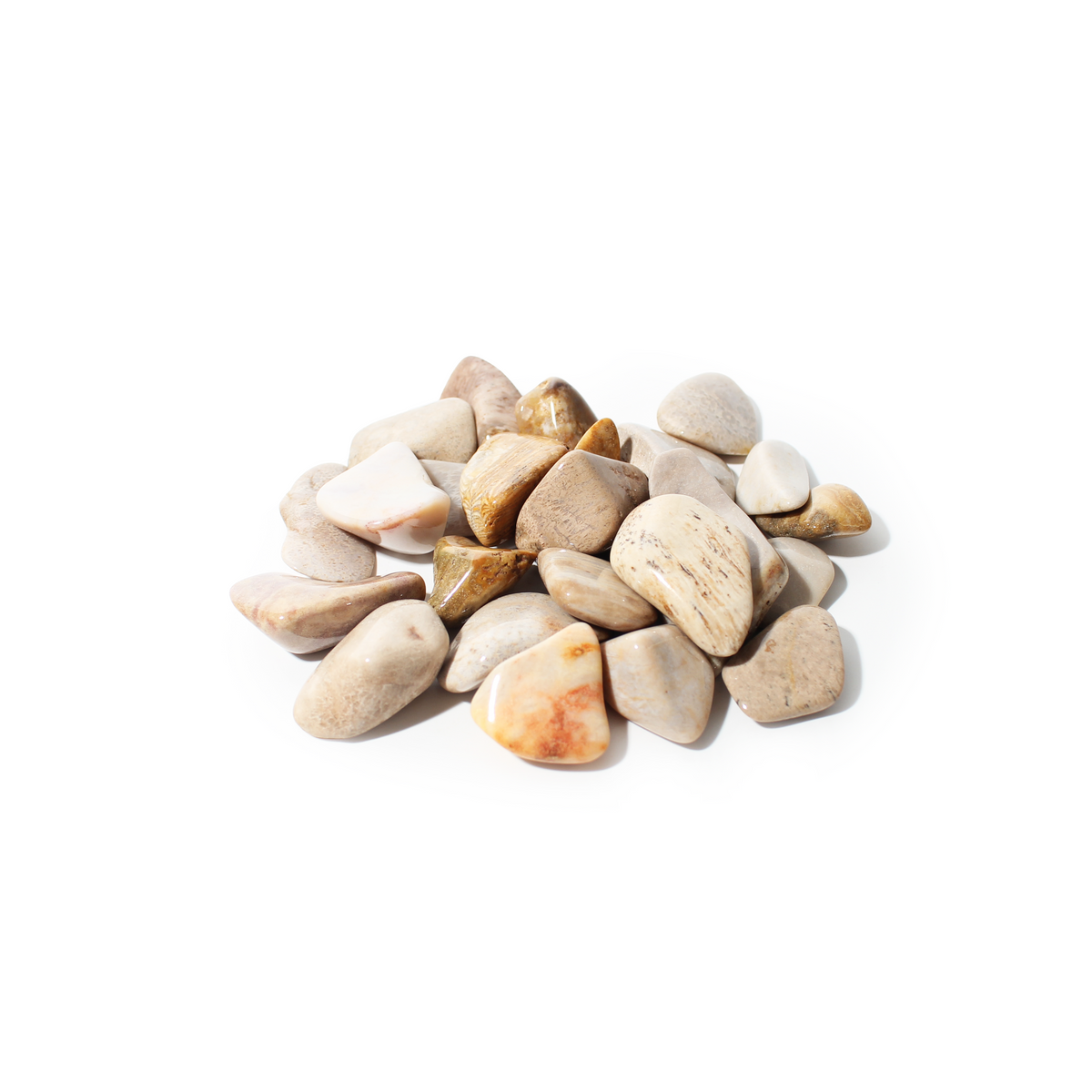 Agatized Coral Tumbled Stones