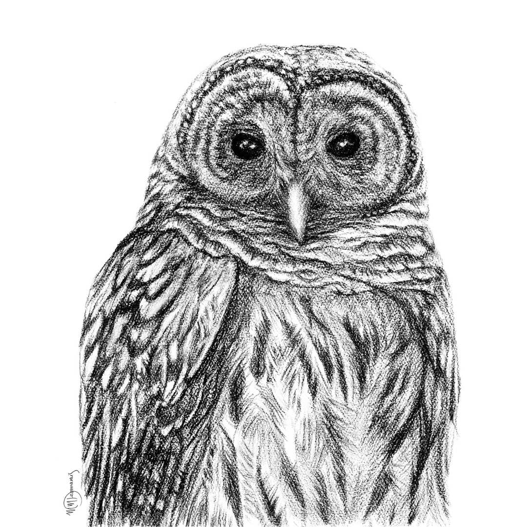 Barred Owl - greeting card