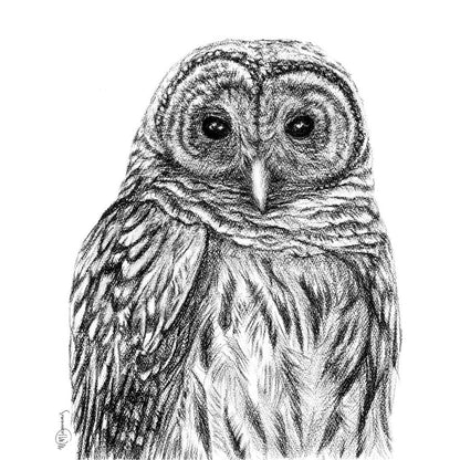 Barred Owl - greeting card