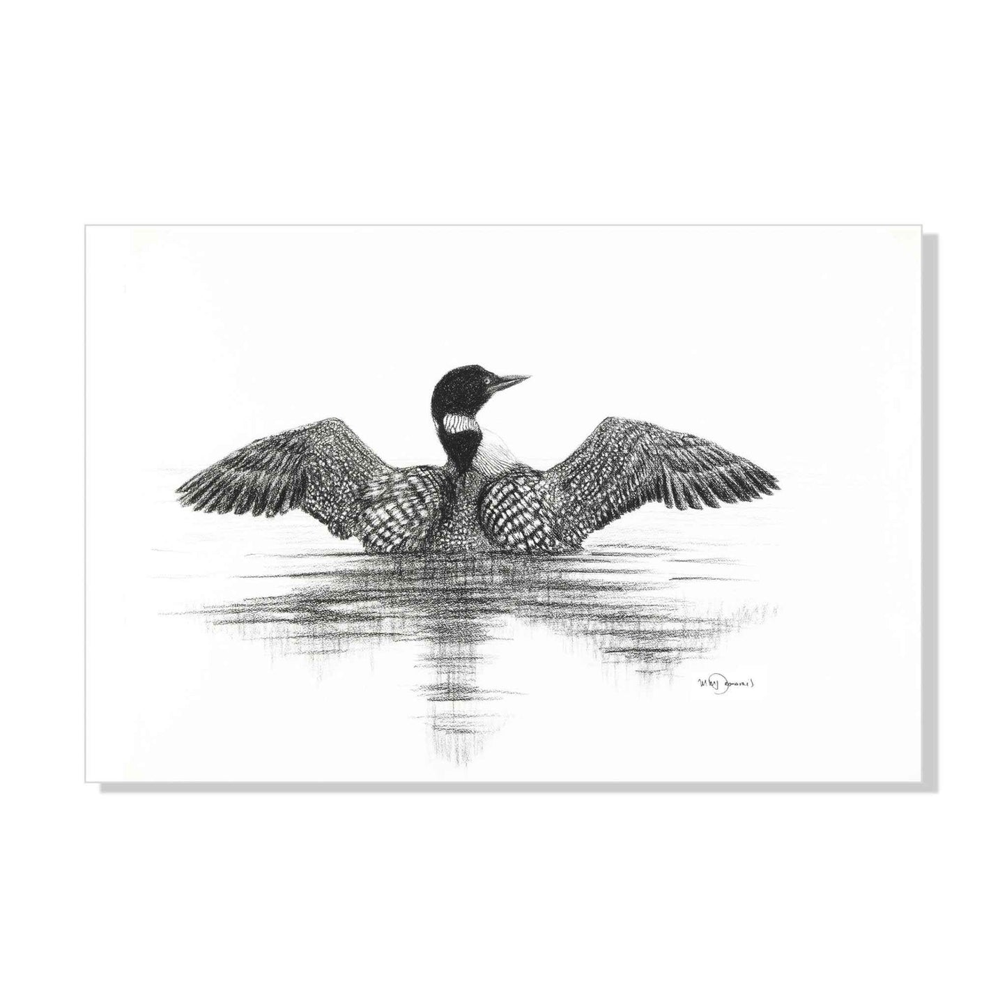 Canadian Loon - wildlife art print