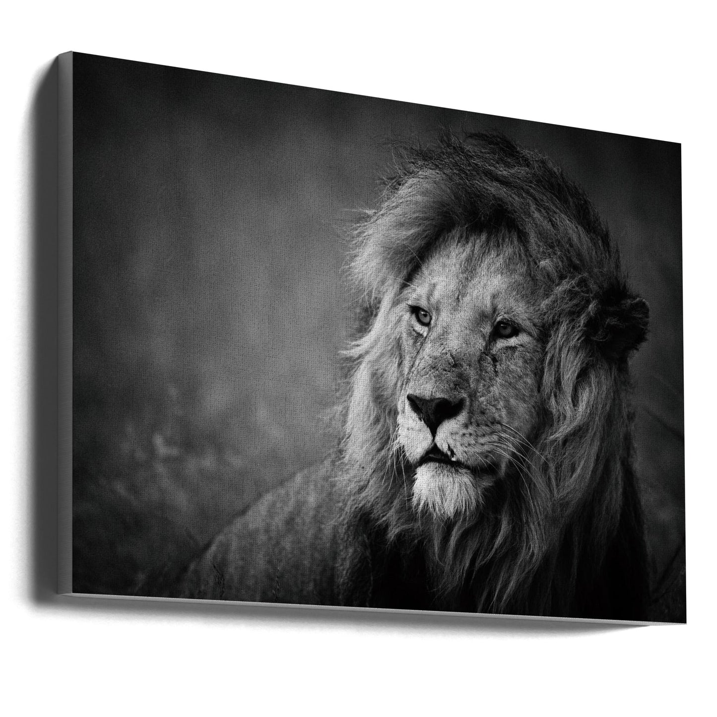 Wandbild Regal. Löwe