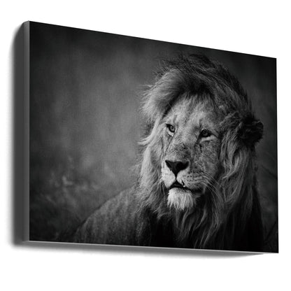 Wandbild Regal. Löwe