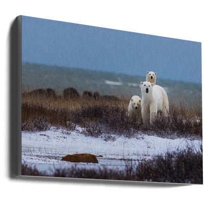 Wandbild Mutterbär mit Jungen, Hudson Bay im Hintergrund