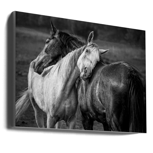 Wandbild Warmer Regen Pferde Leinwandbild