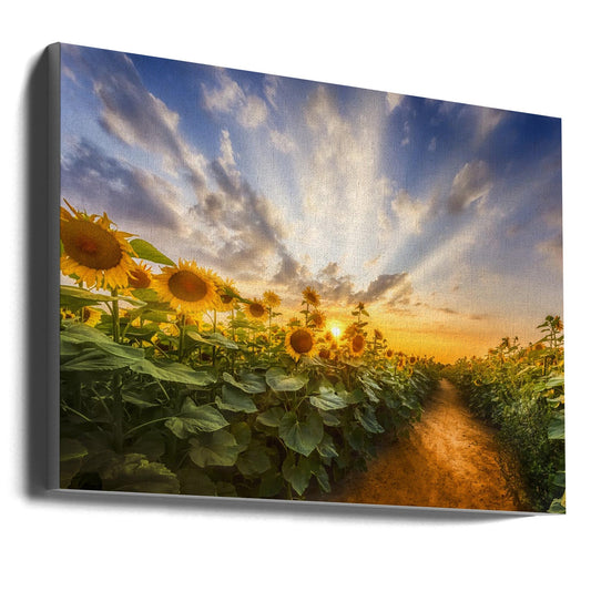 Wandbild Weg durch das Sonnenblumenfeld