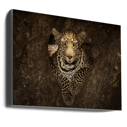 Wall art Leopard Resting on a Tree at Masai Mara