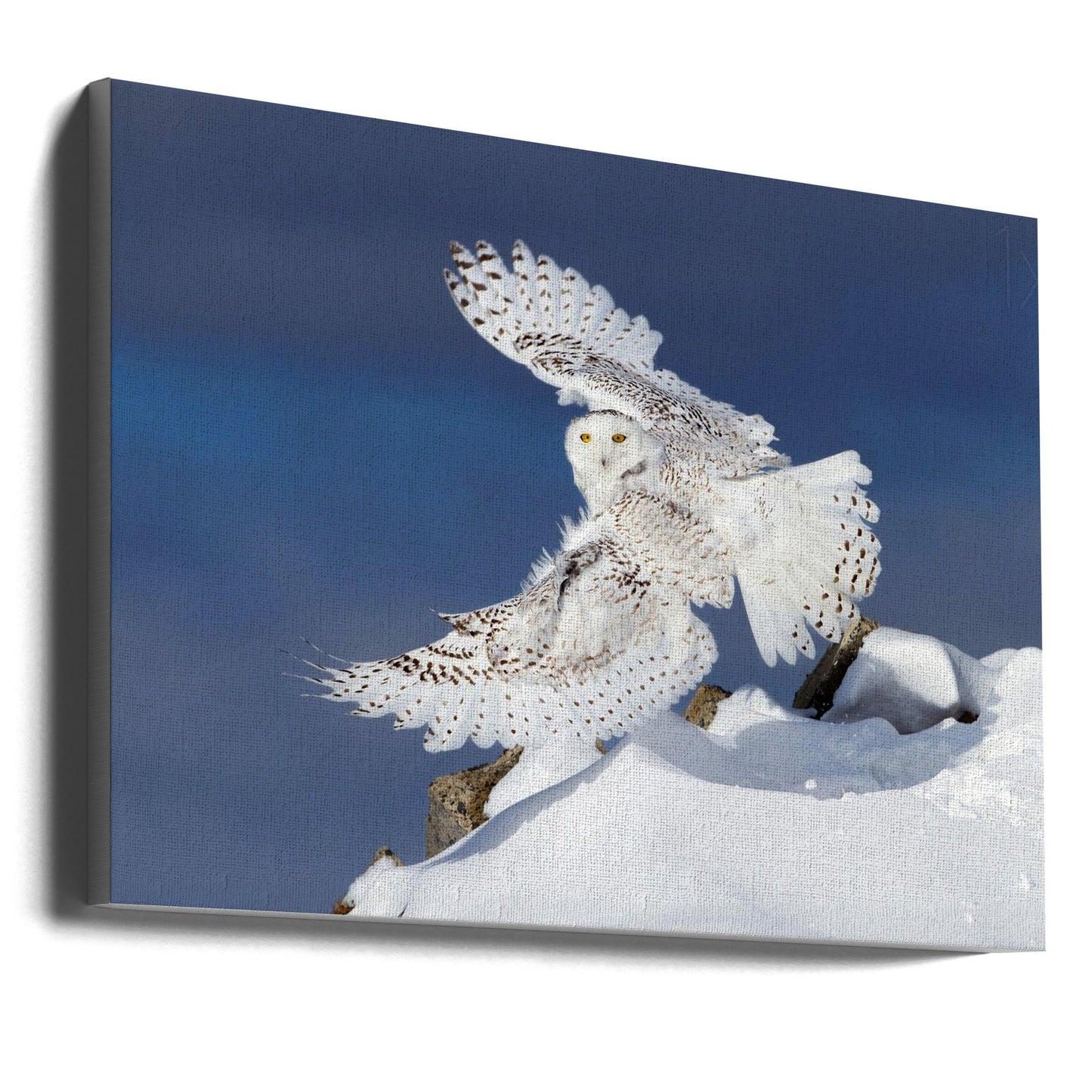Wandbild Schnee-Eule im Flug