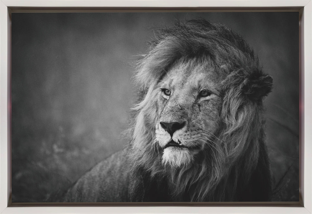 Wandbild Regal. Löwe