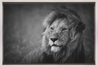 Wandbild Regal. Löwe