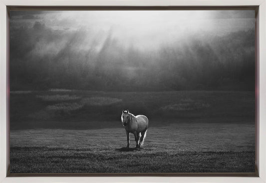 Wall art morning appearance. Hourses