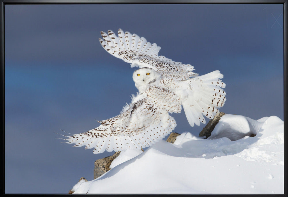 Wandbild Schnee-Eule im Flug