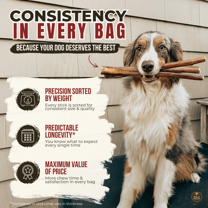 12 Inch Standard Bully Stick