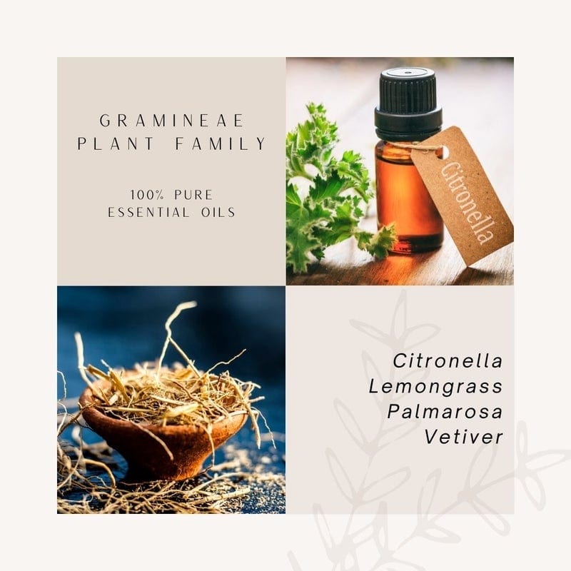 Grass Plant Family | 100 % Pure Essential Oils