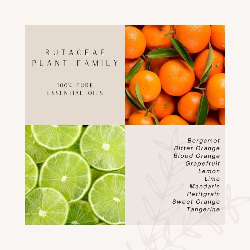 Citrus Plant Family | 100 % Pure Essential Oils
