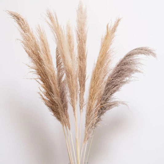 Pampas naturel