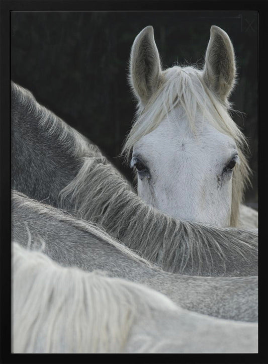 Wandbilder suchen