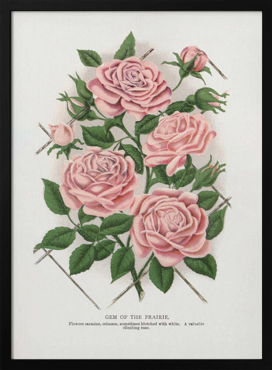 Wandbild Rosa Rose, Lithographie „Gem of the Prairie“.