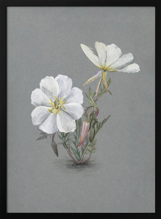 Wandkunst Riesen-Sumpf-Stendelwurz (1880)