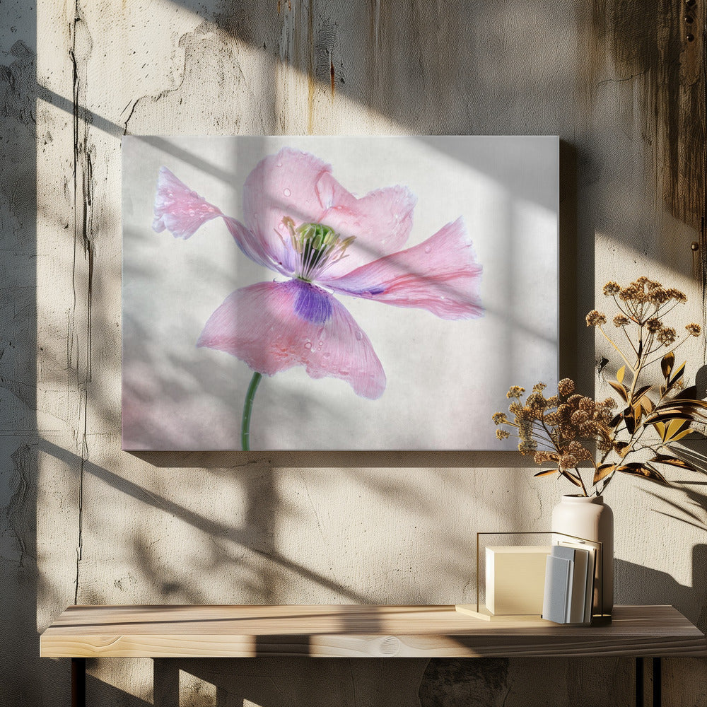 Pastel poppy