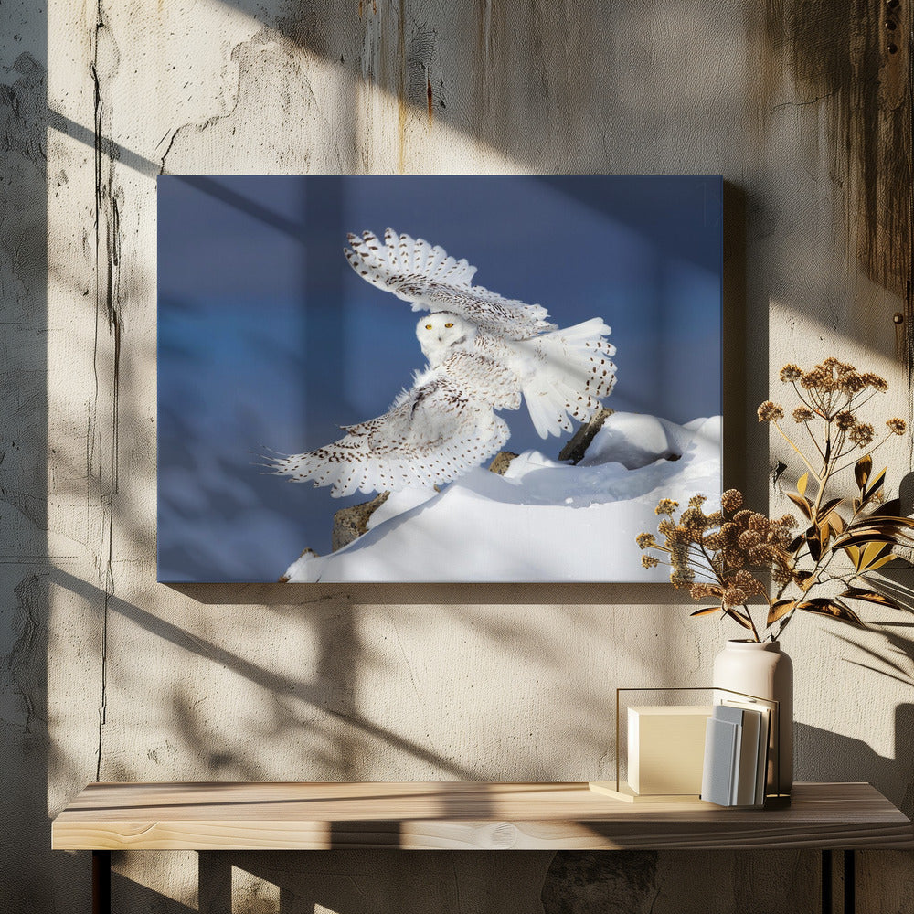Wandbild Schnee-Eule im Flug
