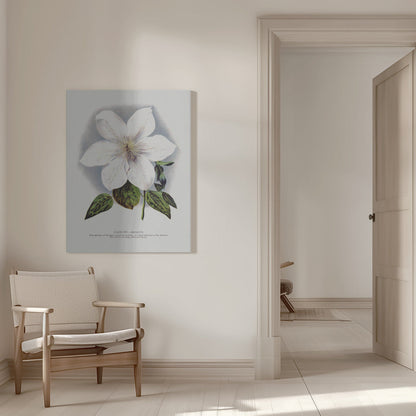 ウォールアート クレマチスの花 リトグラフ