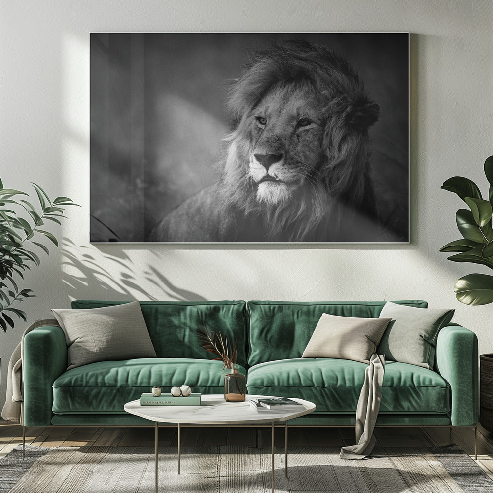 Wandbild Regal. Löwe