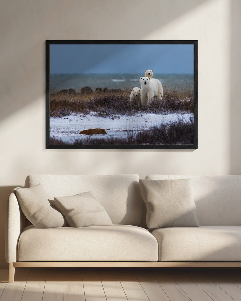 Wandbild Mutterbär mit Jungen, Hudson Bay im Hintergrund