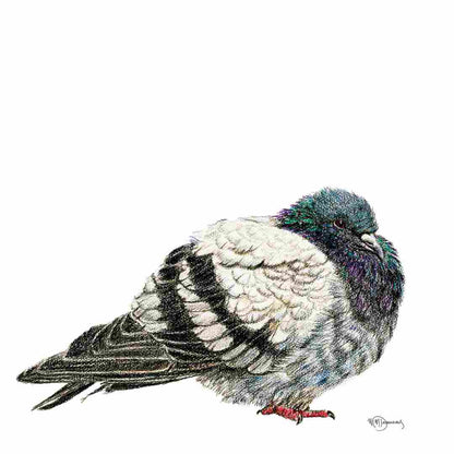 Pigeon - greeting card