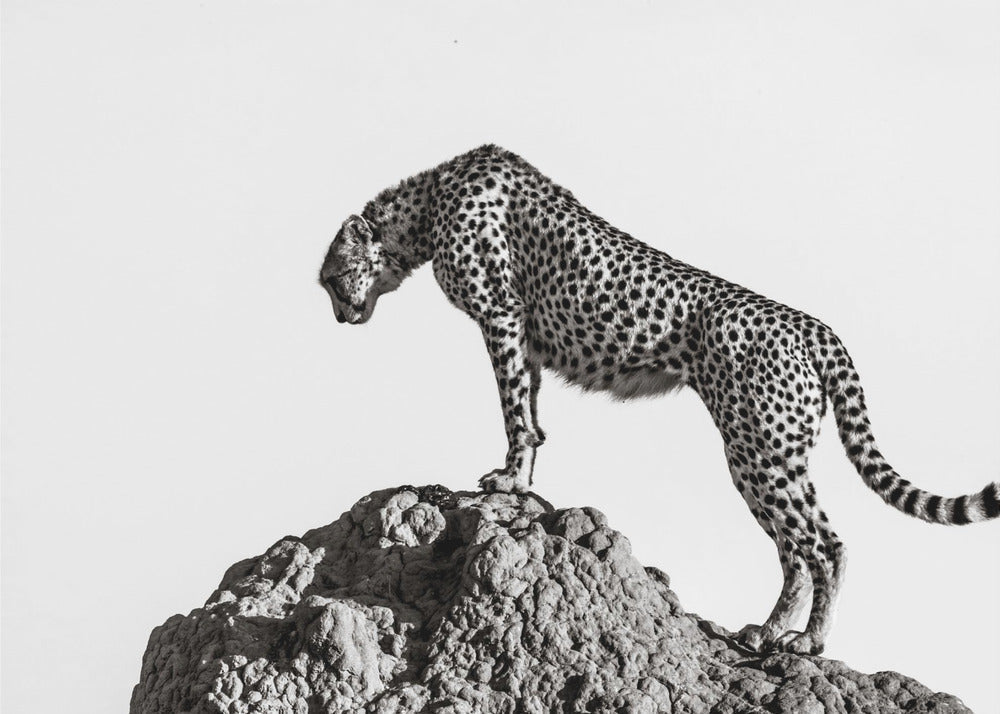 Wall Art the hunter