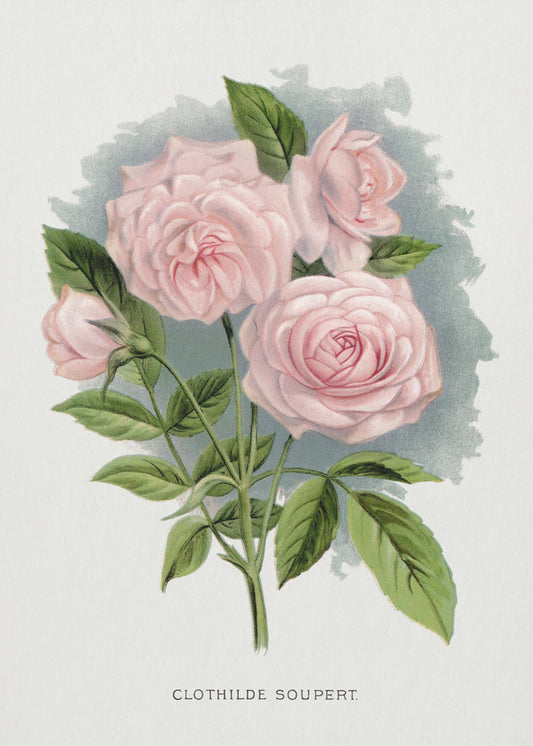 Wandkunst Rosa Rose, Lithographie Clothilde Soupert